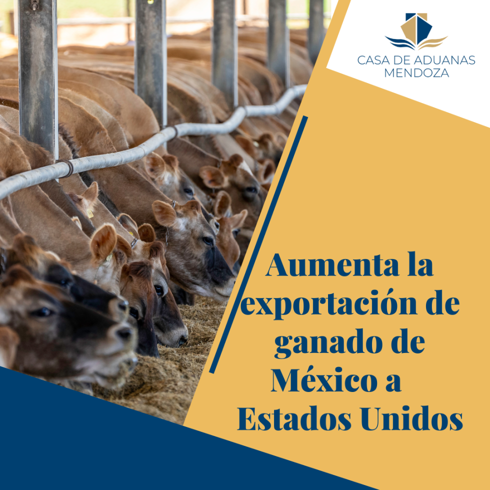 Aumenta La Exportaci N De Ganado De M Xico A Estados Unidos Casa De