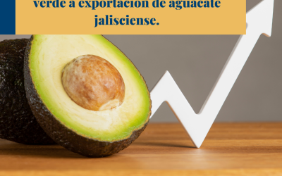 Tras 10 años de espera, E.U.A da luz verde a exportación de aguacate jalisciense.