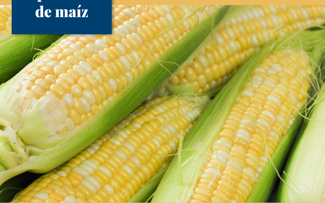 México rompe récord en importación de maíz.