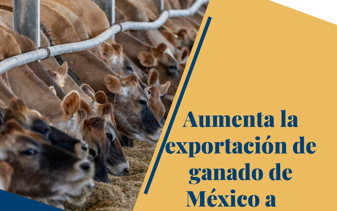 Aumenta la exportación de ganado de México a Estados Unidos.