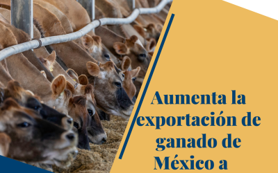 Aumenta la exportación de ganado de México a Estados Unidos.