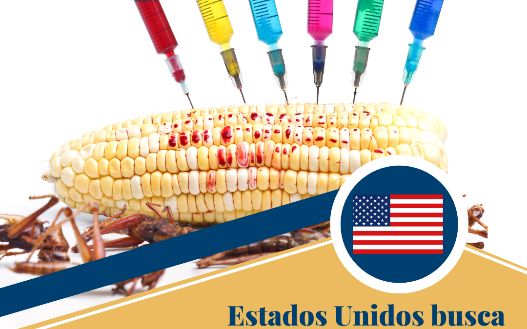 Estados Unidos busca “solución de controversia” por el maíz transgénico.